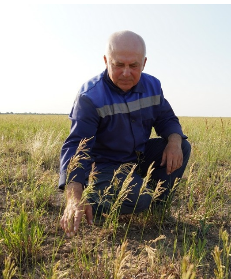 &laquo;Урожай съеден под ноль&raquo;: миллион сайгаков, прискакавших из-за границы, уничтожил посевы на юге России