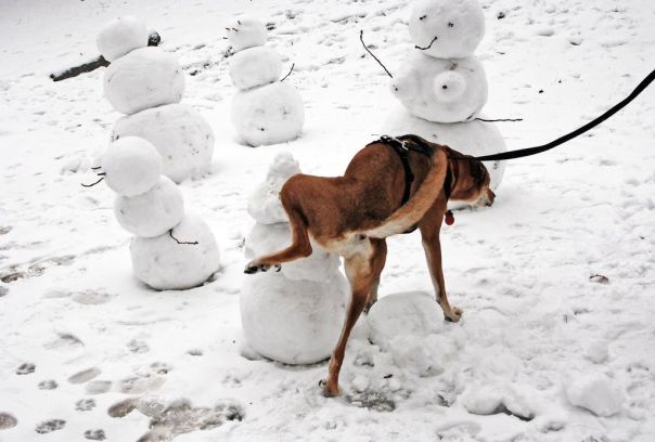 В России впервые оштрафовали на 1,5 тысячи рублей хозяйку собаки за неубранную мочу питомца
