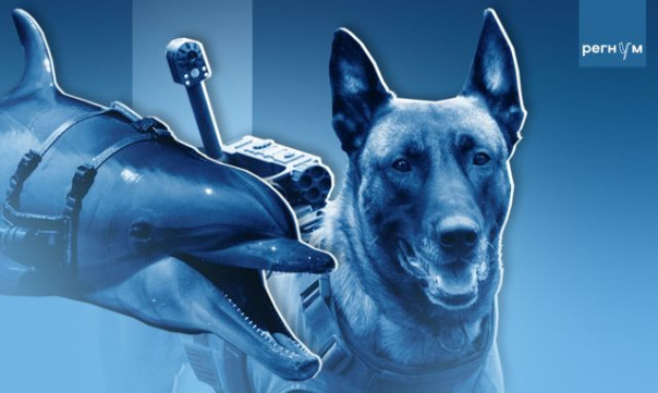 Зверская армия. Каких животных обвиняют в работе на Россию